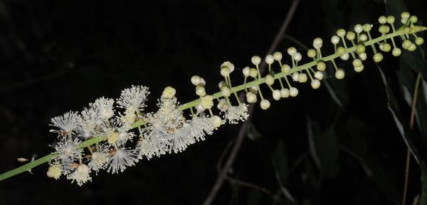 Actaea_racemosa_inflorescence2.jpg