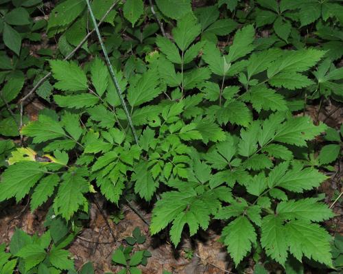 Actaea_racemosa_leaf2.jpg