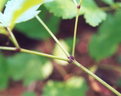 Actaea_racemosa_node.jpg