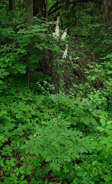 Actaea_racemosa_plant.jpg