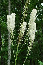 Actaea racemosa thumbnail