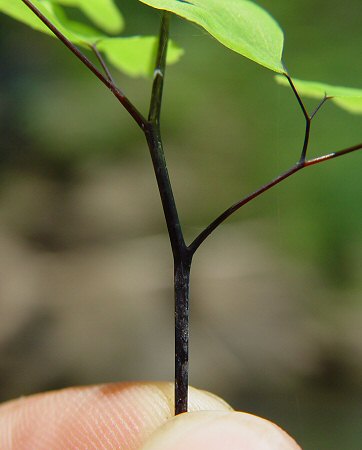 Adiantum_capillus-veneris_rachis.jpg