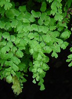 Adiantum capillus-veneris thumbnail