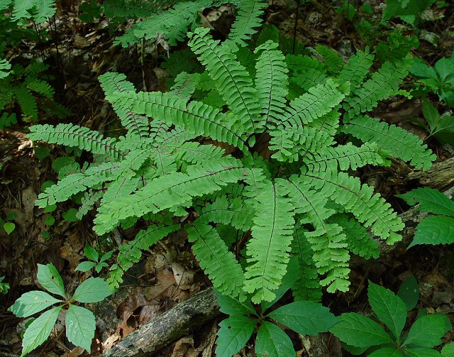 Adiantum_pedatum_plant.jpg