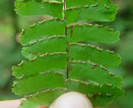 Adiantum_pedatum_sori.jpg