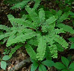 Adiantum pedatum thumbnail