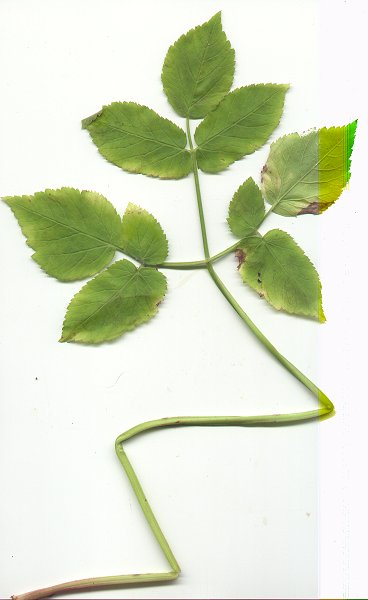 Aegopodium_podagraria_basal_leaf.jpg
