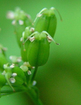 Aegopodium_podagraria_fruit.jpg