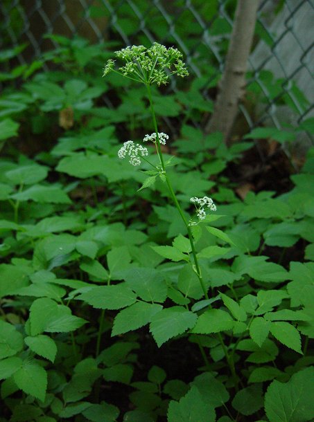 Aegopodium_podagraria_plant.jpg