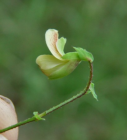 Aeschynomene_indica_calyx.jpg