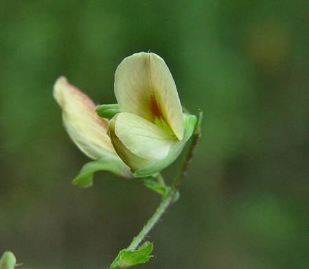 Aeschynomene_indica_flower.jpg