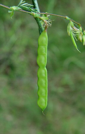 Aeschynomene_indica_fruit.jpg