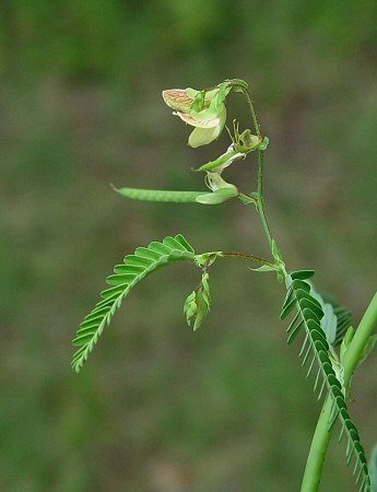 Aeschynomene_indica_inflorescence.jpg