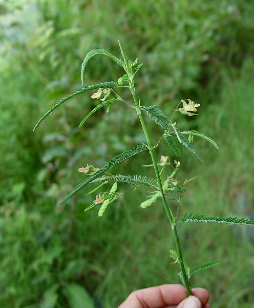 Aeschynomene_indica_plant.jpg