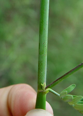 Aeschynomene_indica_stem.jpg