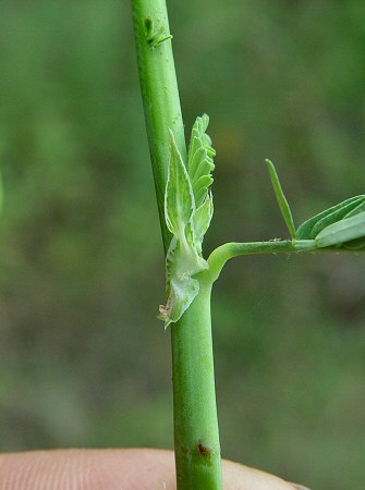 Aeschynomene_indica_stipule.jpg