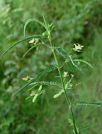 Aeschynomene indica thumbnail