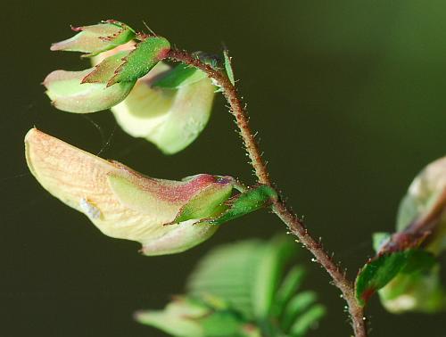 Aeschynomene_rudis_flower.jpg