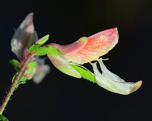 Aeschynomene_rudis_flower1.jpg