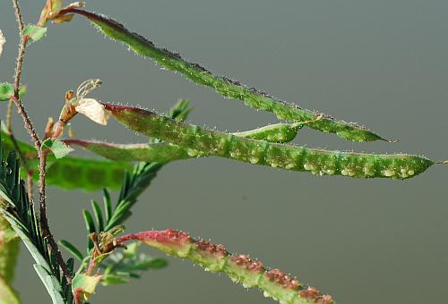 Aeschynomene_rudis_fruits.jpg