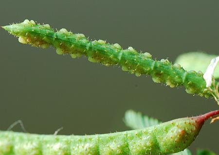 Aeschynomene_rudis_fruits2.jpg