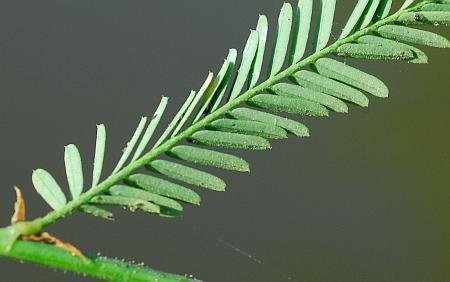 Aeschynomene_rudis_leaf2.jpg