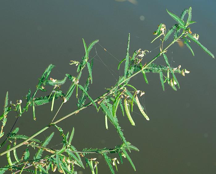 Aeschynomene_rudis_plant.jpg