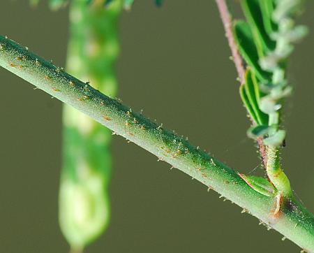 Aeschynomene_rudis_stem.jpg