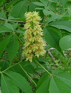 Aesculus glabra thumbnail