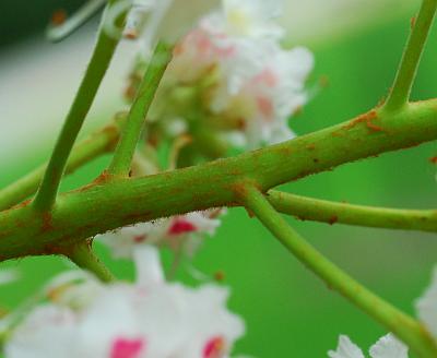 Aesculus_hippocastanum_axis.jpg