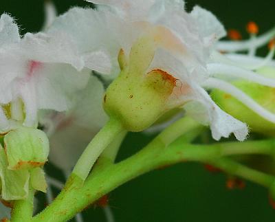 Aesculus_hippocastanum_calyx.jpg