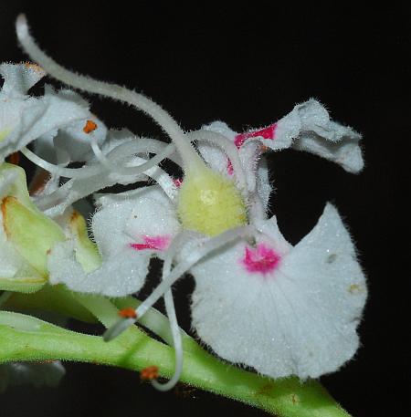Aesculus_hippocastanum_flower.jpg