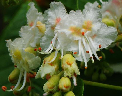 Aesculus_hippocastanum_flowers.jpg
