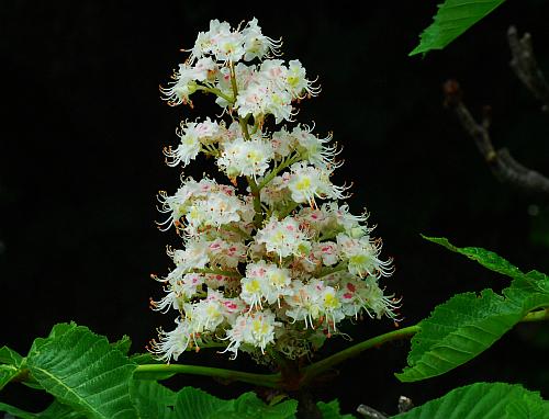 Aesculus_hippocastanum_inflorescence.jpg