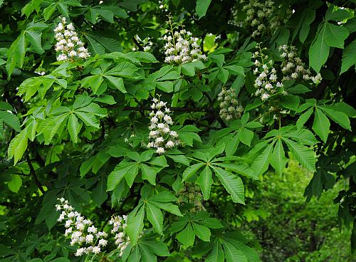 Aesculus_hippocastanum_inflorescences.jpg