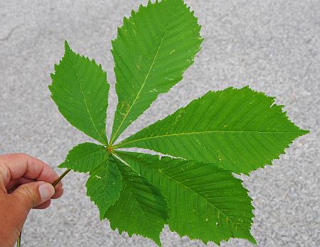 Aesculus_hippocastanum_leaf1.jpg