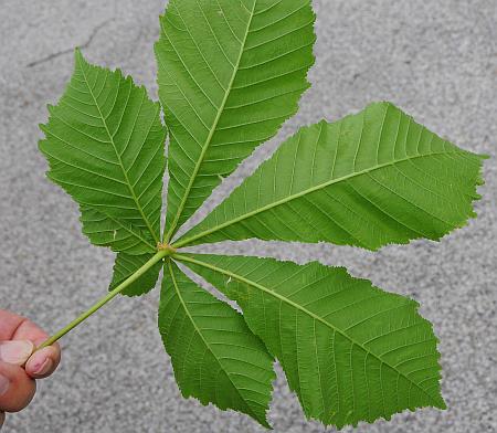 Aesculus_hippocastanum_leaf2.jpg