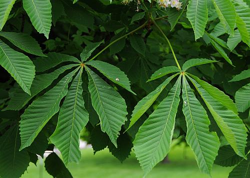 Aesculus_hippocastanum_leaves.jpg