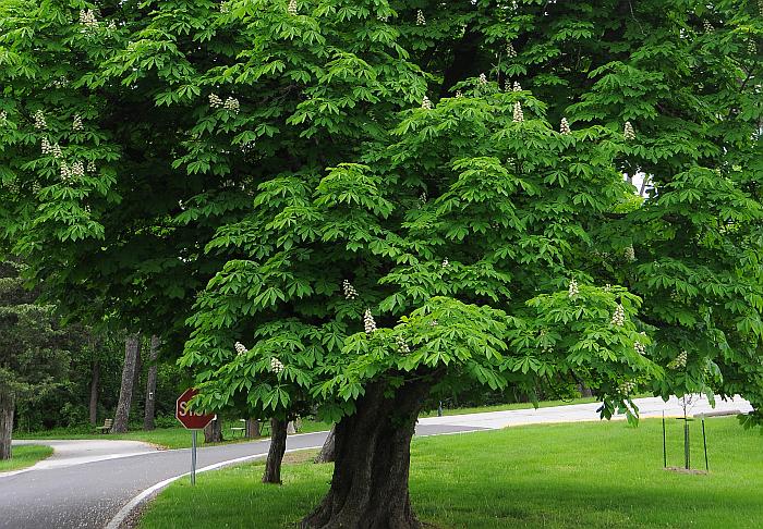 Aesculus_hippocastanum_plant.jpg