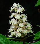 Aesculus hippocastanum thumbnail