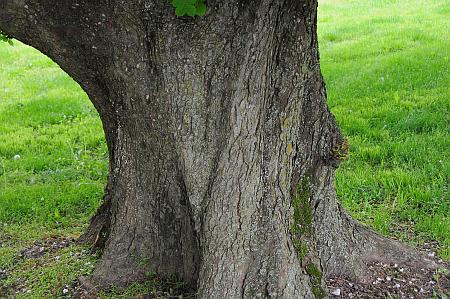 Aesculus_hippocastanum_trunk.jpg