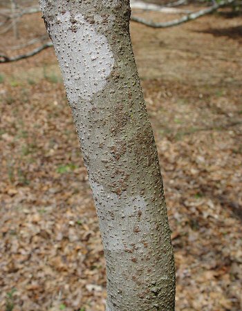 Aesculus_parviflora_bark.jpg