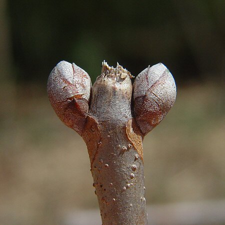 Aesculus_parviflora_buds.jpg