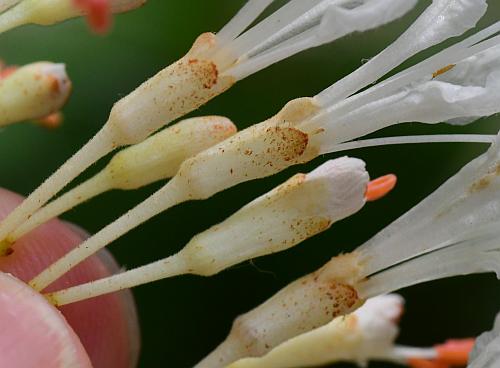 Aesculus_parviflora_calyces.jpg