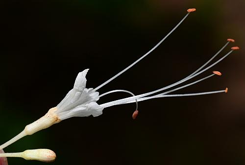 Aesculus_parviflora_flower.jpg