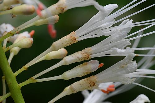 Aesculus_parviflora_flowers.jpg