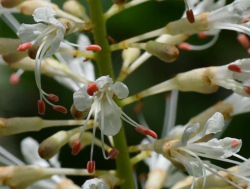 Aesculus_parviflora_flowers2.jpg