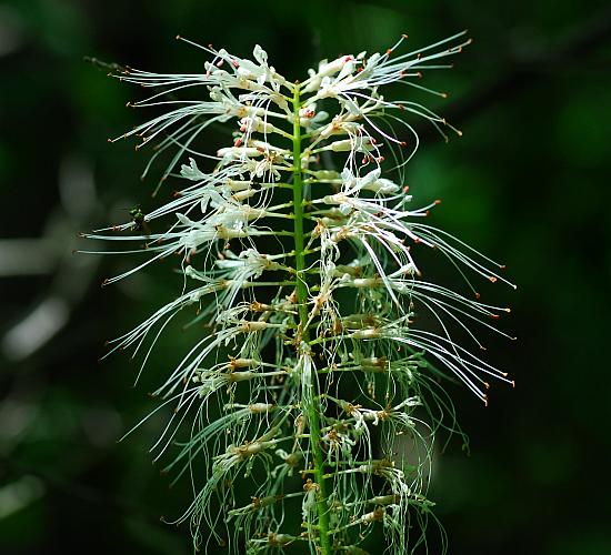 Aesculus_parviflora_inflorescence.jpg