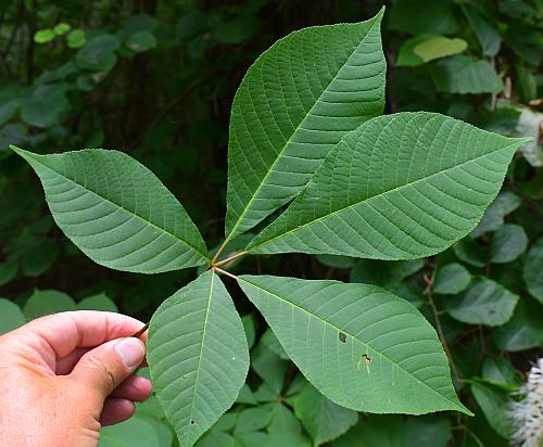 Aesculus_parviflora_leaf.jpg