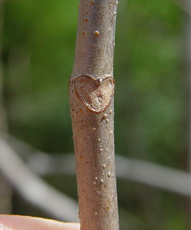 Aesculus_parviflora_leaf_scar.jpg